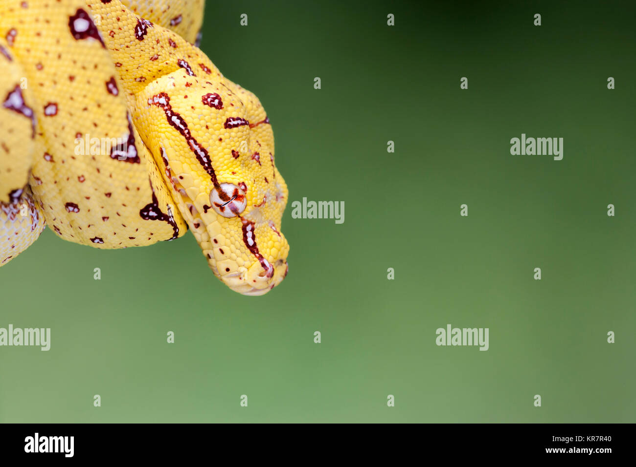 Young Green Tree Python (Morelia viridis) Hanging on bran waiting for ...