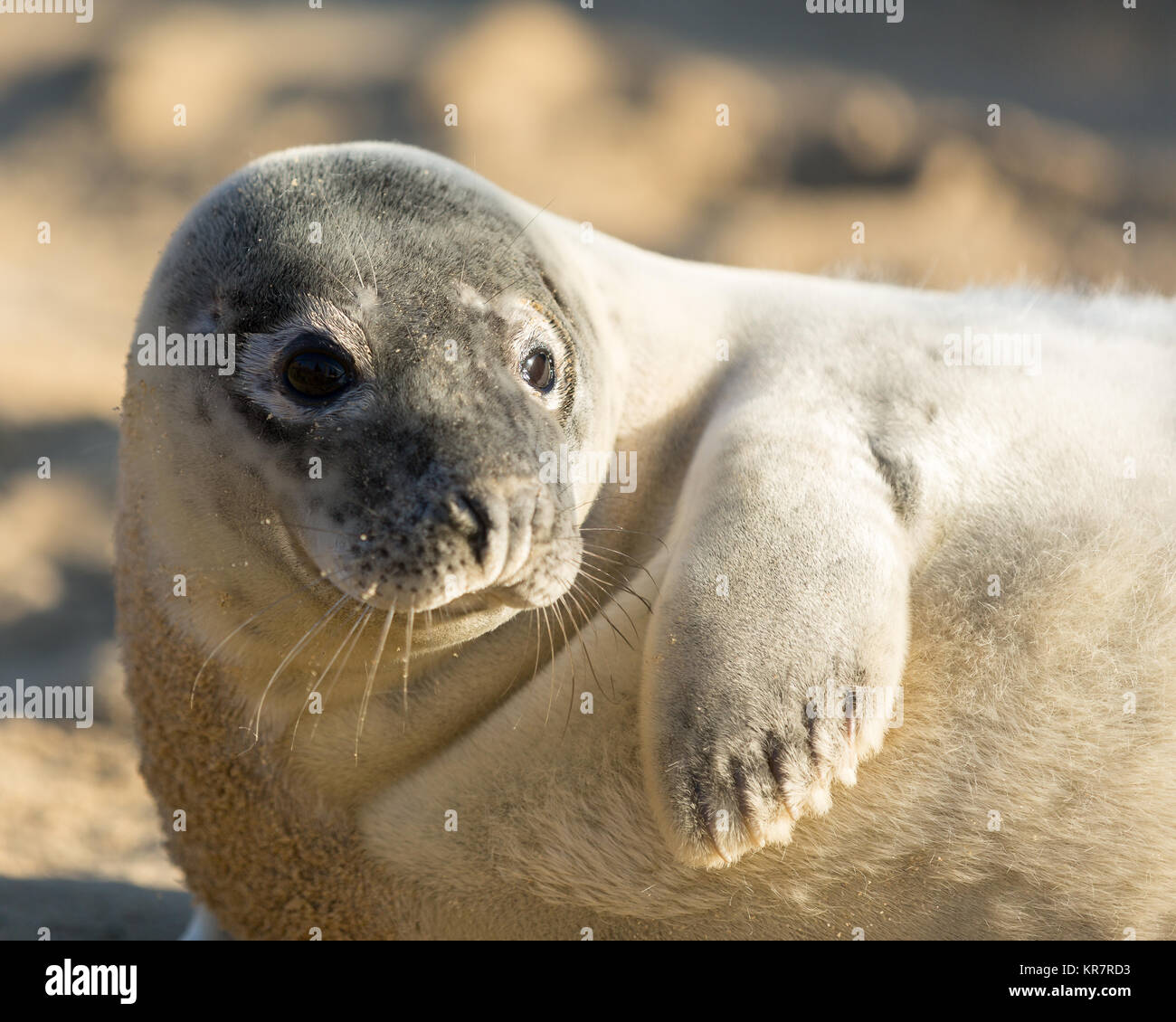 Bull fur seals hi-res stock photography and images - Alamy