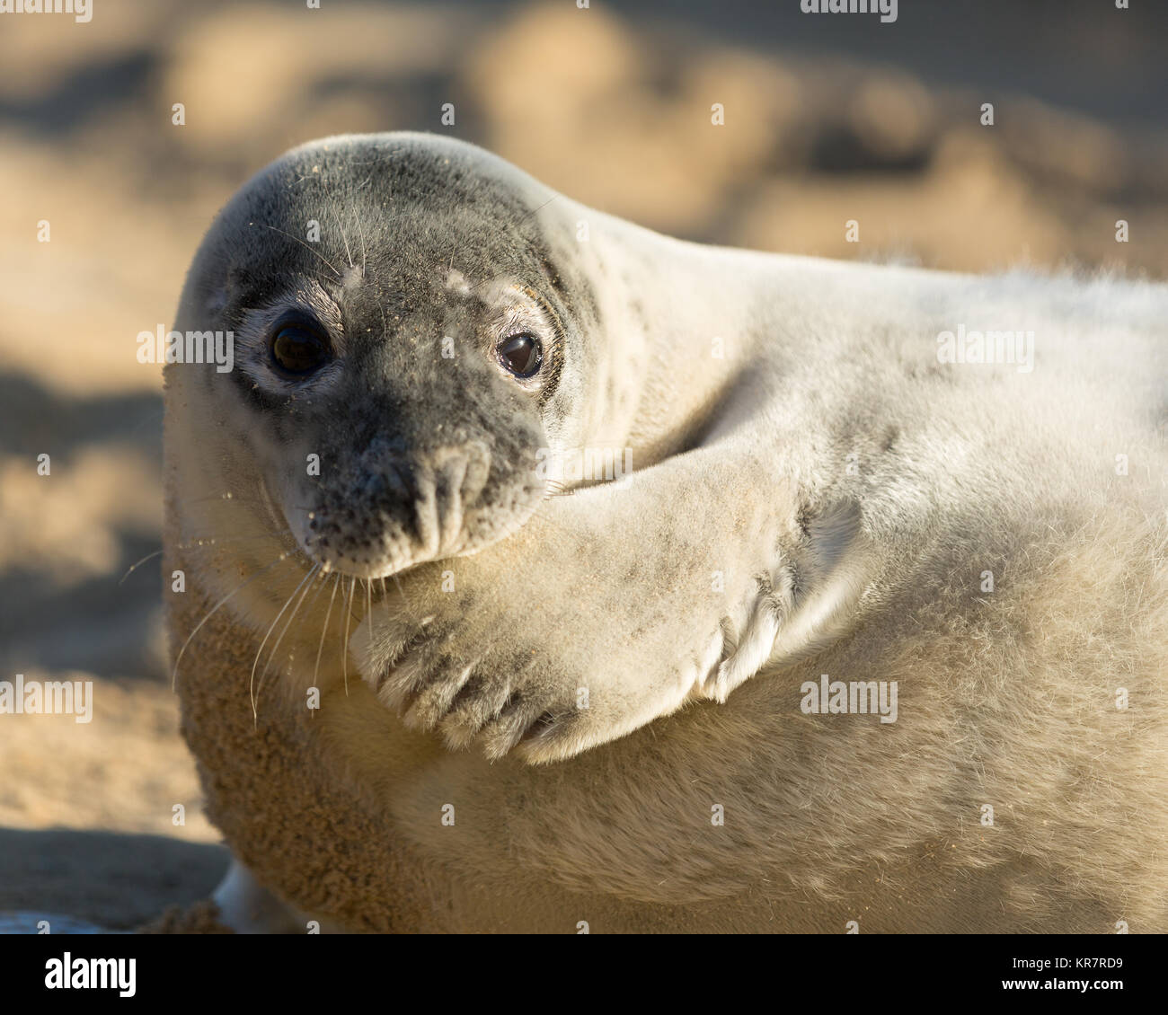 Grey seals on the norfolk coast Stock Photo Alamy