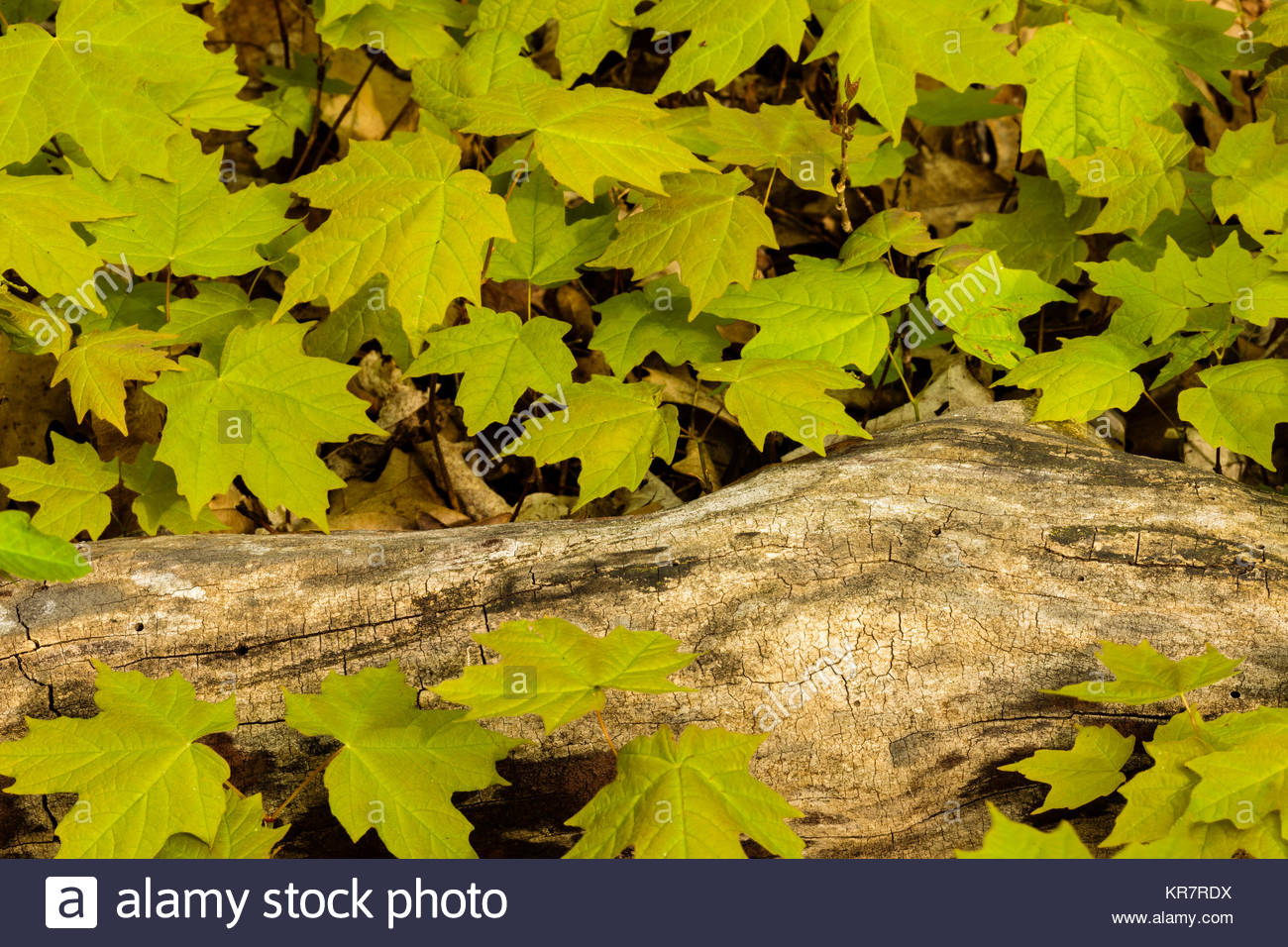 type of soil for maple trees