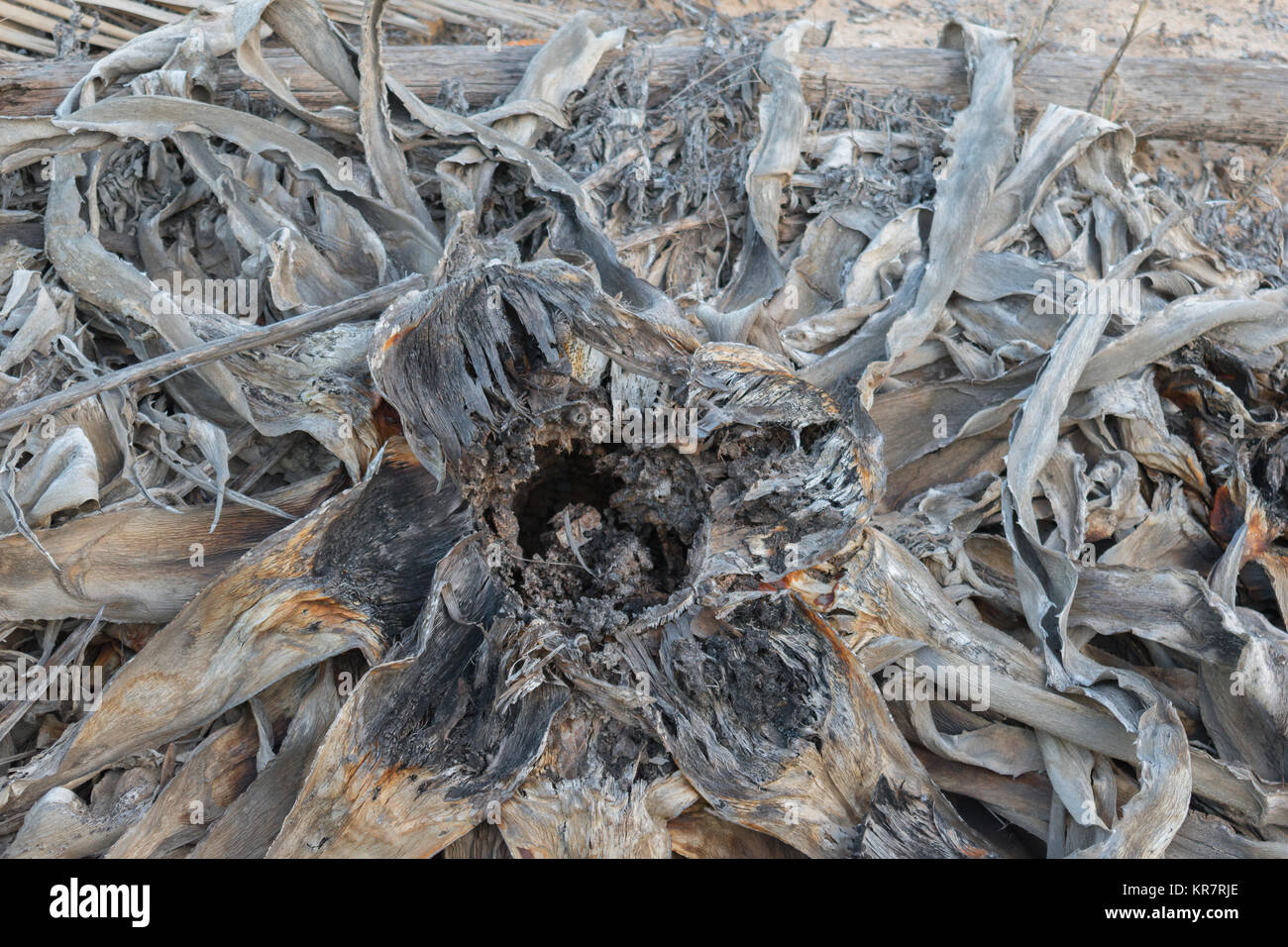 Dead plant with large dry leaves of gray and brown color in the sand of the beach of Guardamar in Spain Stock Photo