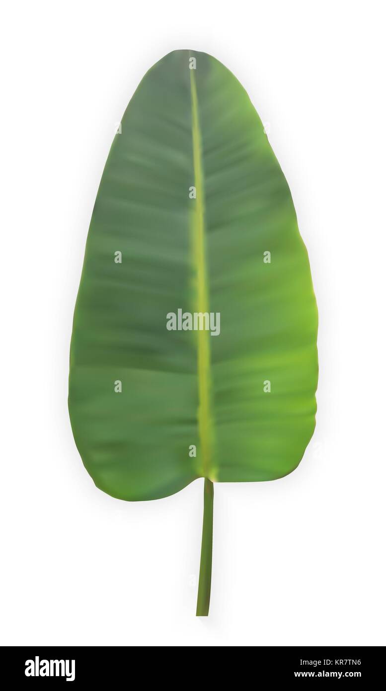 Banana trees Stock Vector Images - Alamy