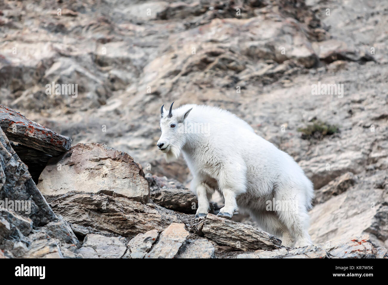 Mountain Goat standing on rocks, Jasper National Park, Alberta, Canada. Stock Photo