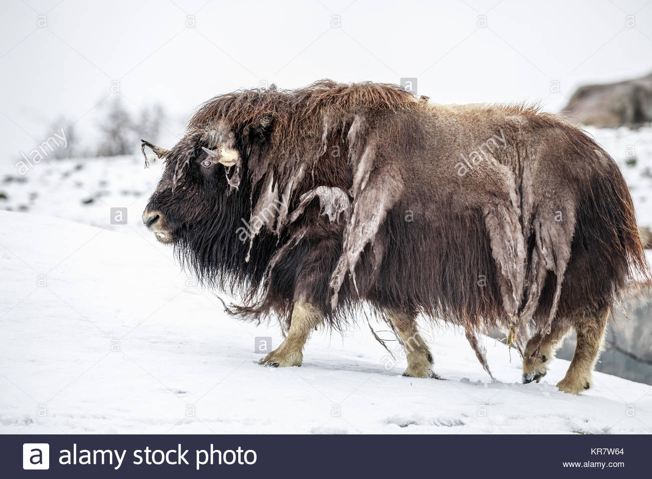 Arctic Tundra: Musk Oxen | Arctic tundra animals, Arctic 