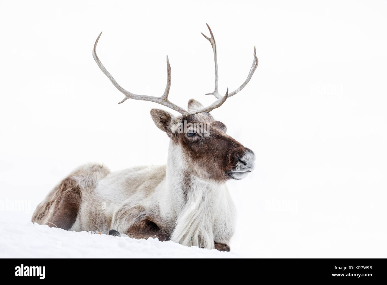 Reindeer, also known as the Boreal Woodland Caribou in North America, Rangifer tarandus, Manitoba, Canada. Stock Photo