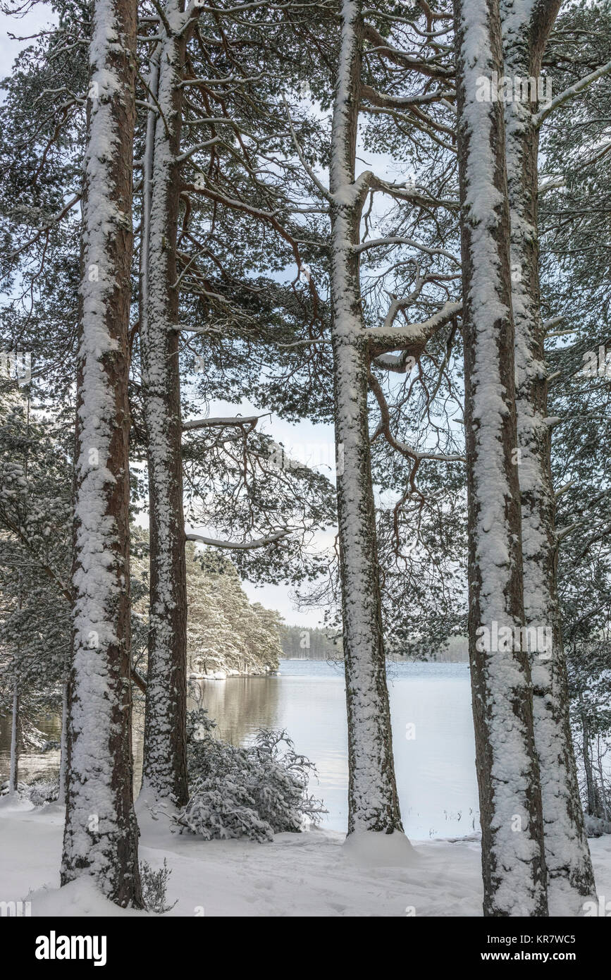 Winter scene at Loch Garten In the Cairngorms National Park of Scotland. Stock Photo