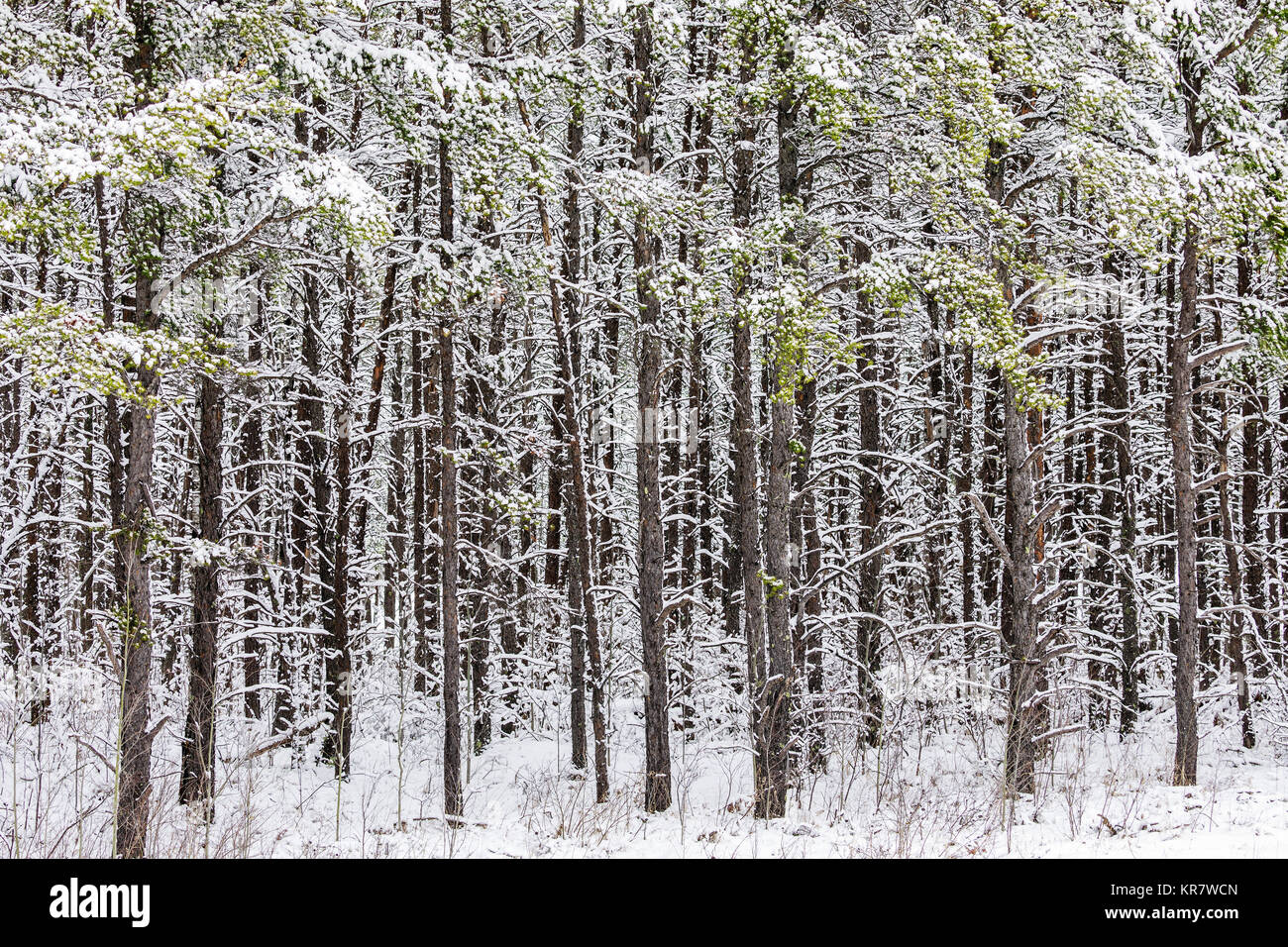 Boreal forest hi-res stock photography and images - Alamy