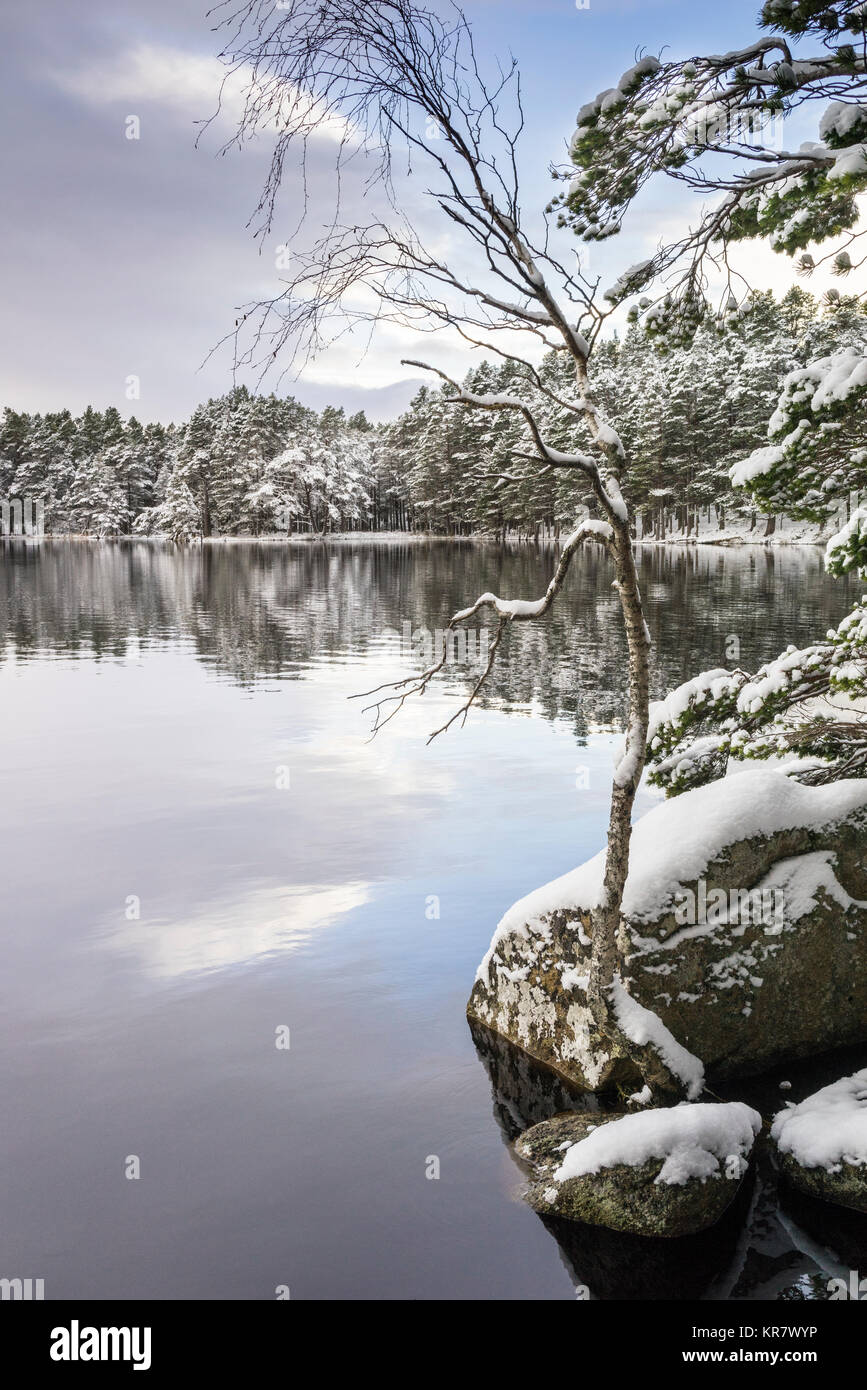 Winter scene at Loch Garten In the Cairngorms National Park of Scotland. Stock Photo