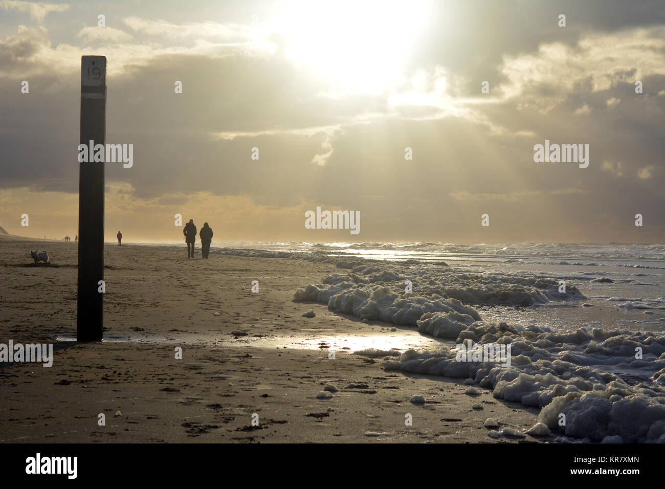 Froth on the beach at sunset on North sea, isle Texel, Netherlands Europe. Stock Photo