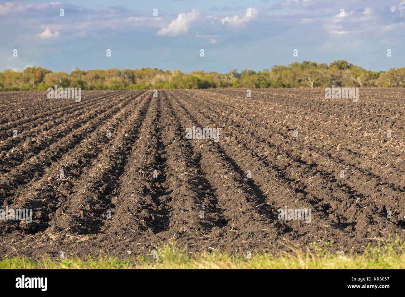 Palacios, Texas - A farm field near the Gulf of Mexico. Stock Photo