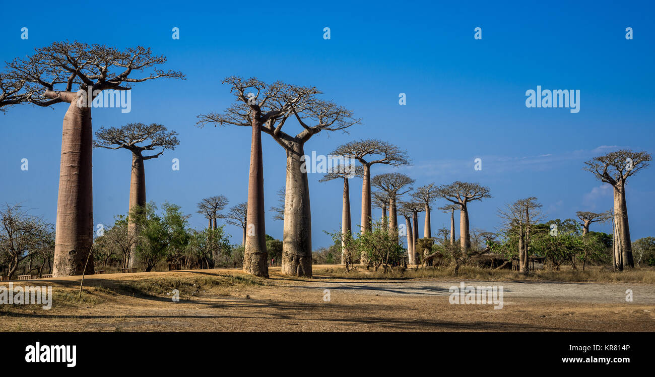 Giant Baobab (Adansonia grandidieri) trees lined the Avenue of Baobabs