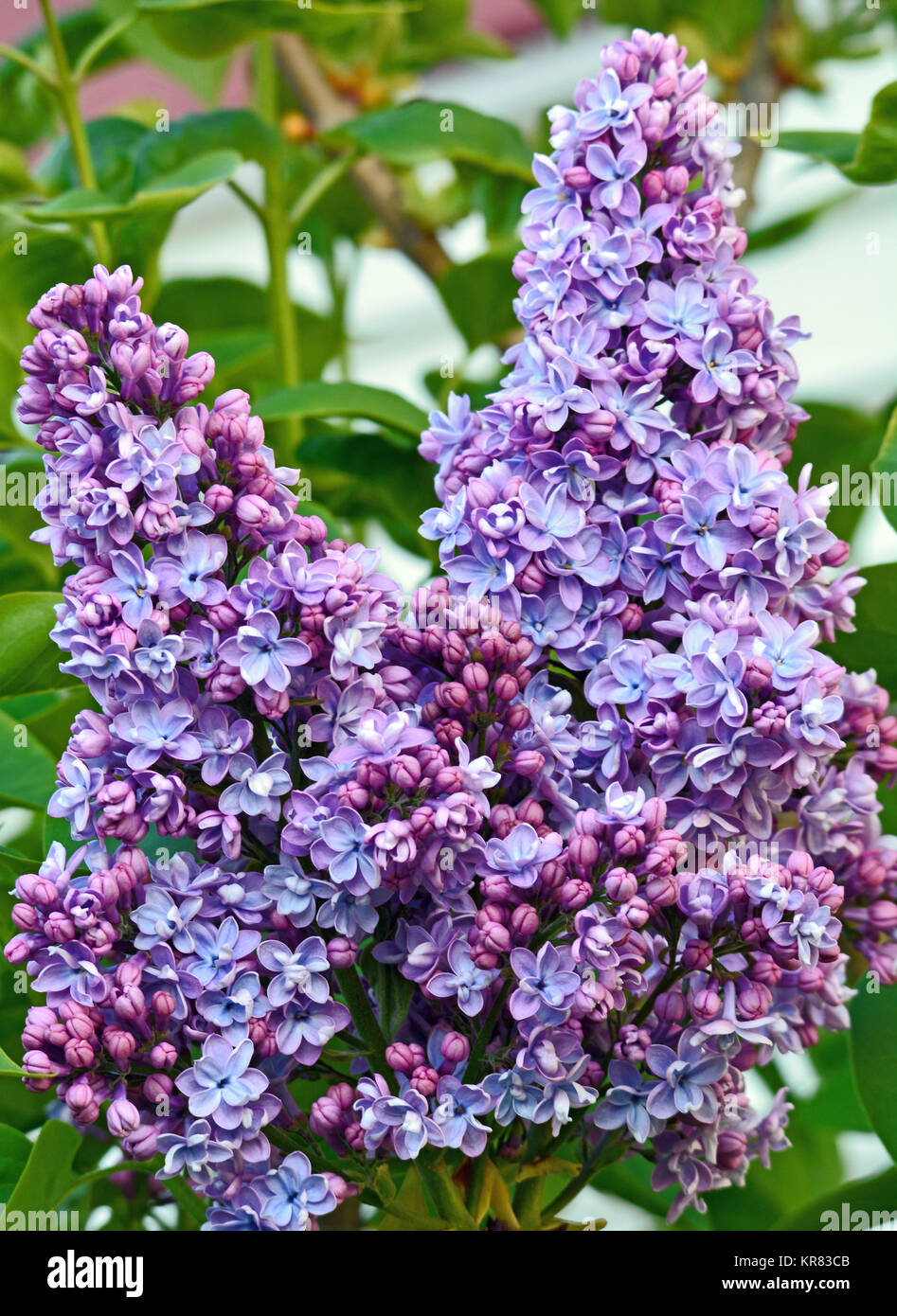 Beautiful purple lilac flowers in spring Stock Photo - Alamy