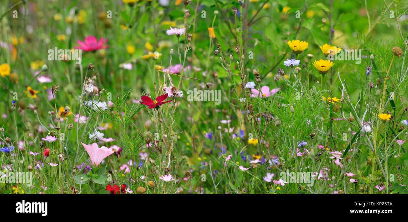 colorful flower meadow Stock Photo