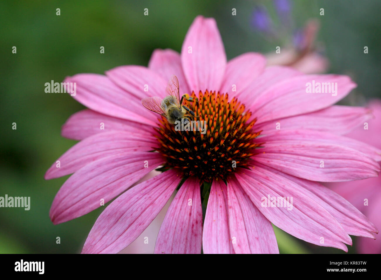 echinacea bloom pink Stock Photo Alamy