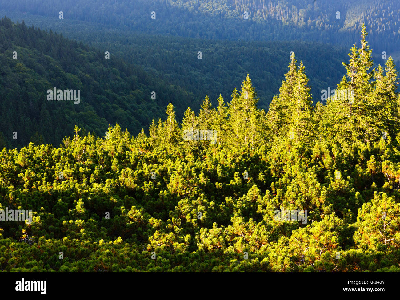 Summer evening Gorgany mountain forests view from Homiak Mount top (Carpathian, Ukraine). Stock Photo