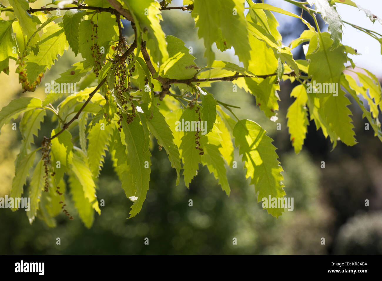 Libanon-Eiche, Libanoneiche, Quercus libani, Quercus vesca, Lebanon oak, Le chêne du Liban Stock Photo