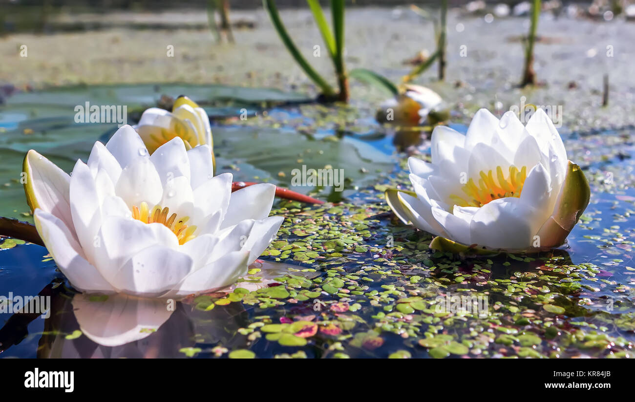 White lily image picture hi-res stock photography and images - Alamy