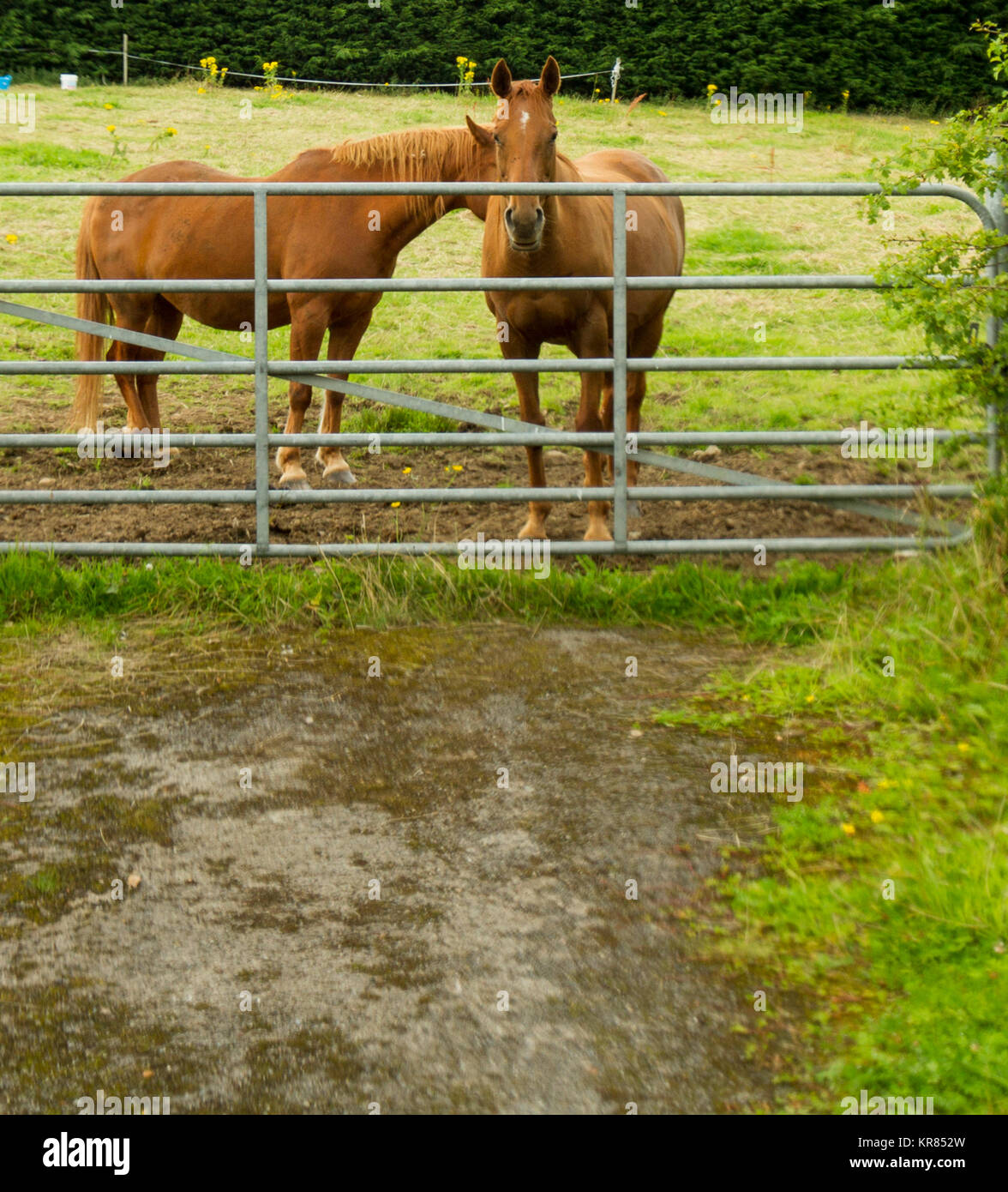 Two brown horses standing in a field behind a barred metal gate Stock Photo