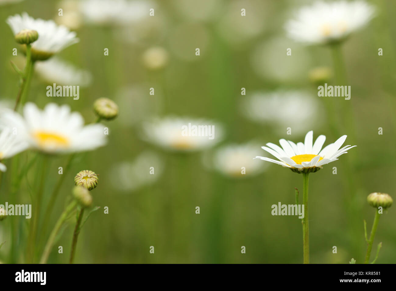 white chamomile wild flower meadow Stock Photo - Alamy