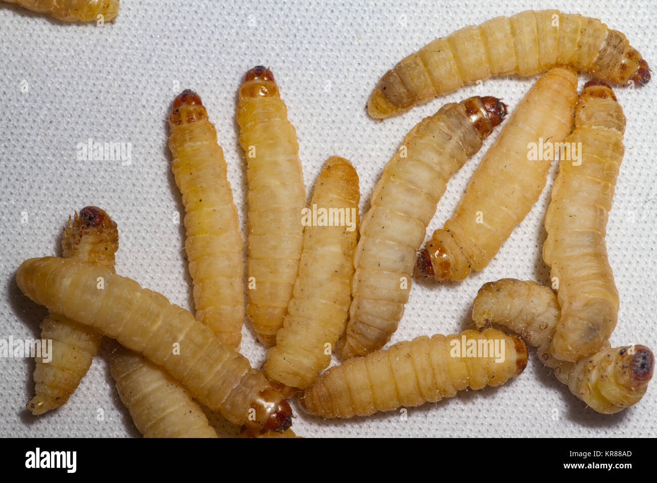 Waxworm High Resolution Stock Photography and Images Alamy