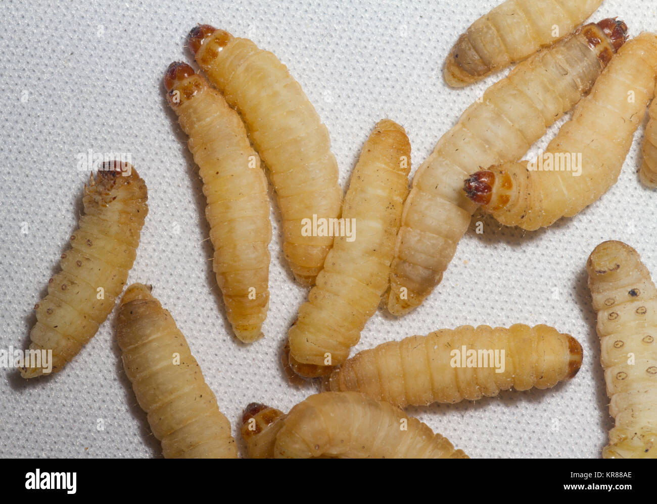 download wax worms for sale download wax worms for sale