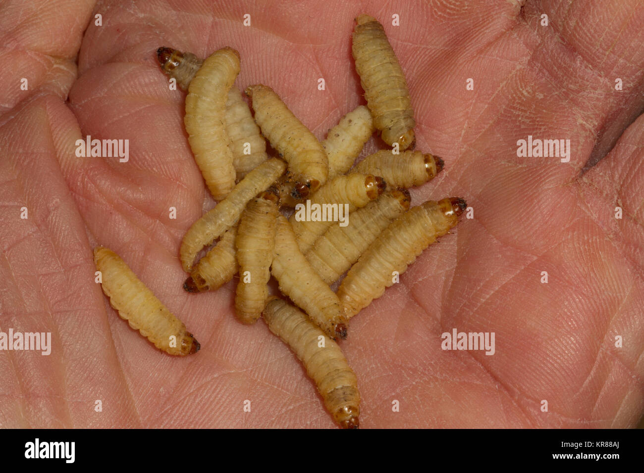 https://c8.alamy.com/comp/KR88AJ/waxworms-on-hand-KR88AJ.jpg