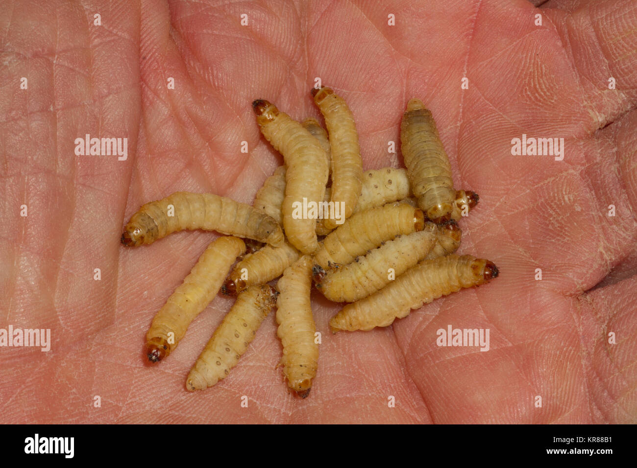 Wax grubs hi-res stock photography and images - Alamy