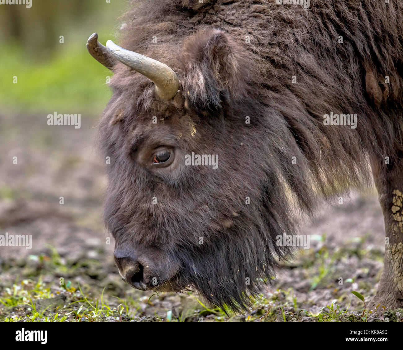 European bison. Wisent (Bison bonasus) bull grazing Stock Photo Alamy