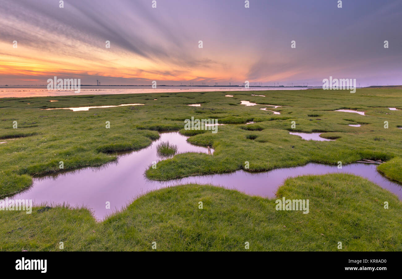 Land reclamation in the tidal marsh mud flats of the Punt van Reide in the Wadden sea area on the Groningen coast in the Netherlands Stock Photo
