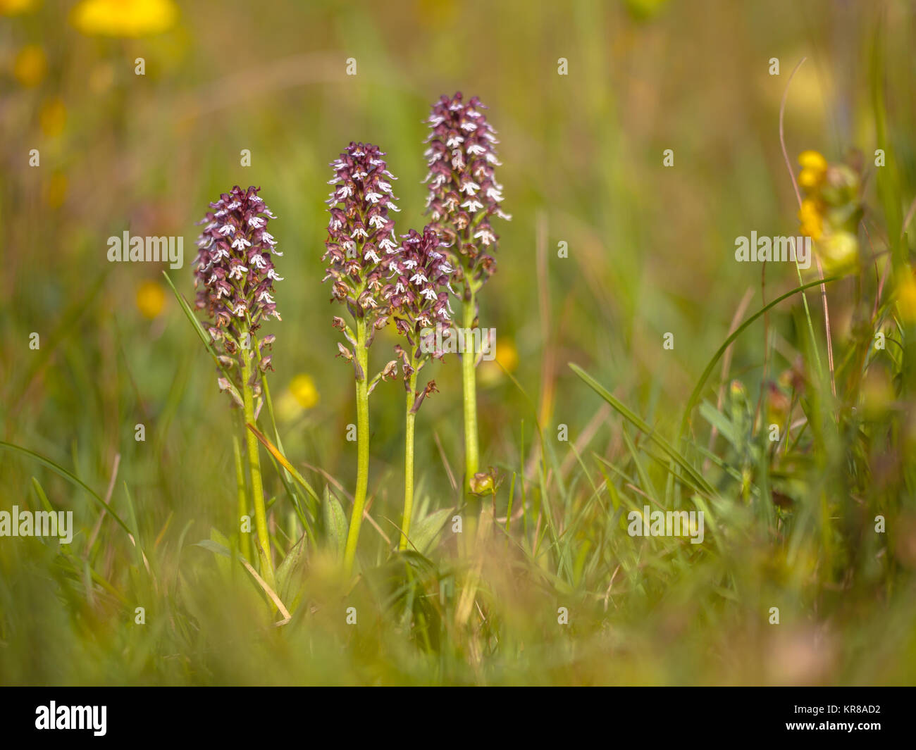 Group of burnt orchids (Neotinea ustulata) in natural grass field Stock Photo