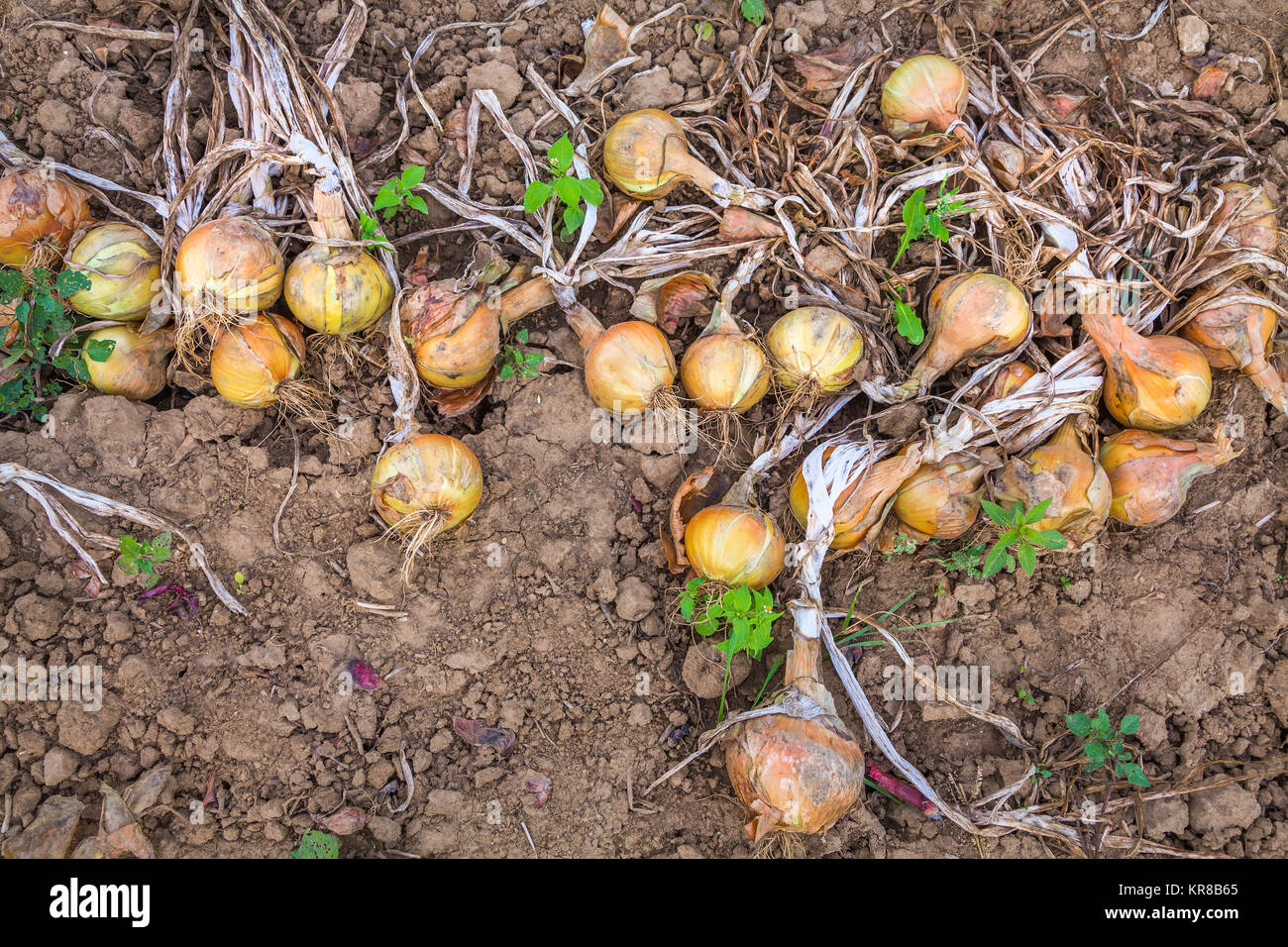 Onion harvest garden hi-res stock photography and images - Alamy