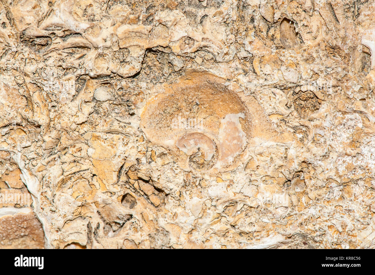 close-up view of the wall of the roman circus in the city of Tarragona, with fossils on it, Catalonia, Spain Stock Photo