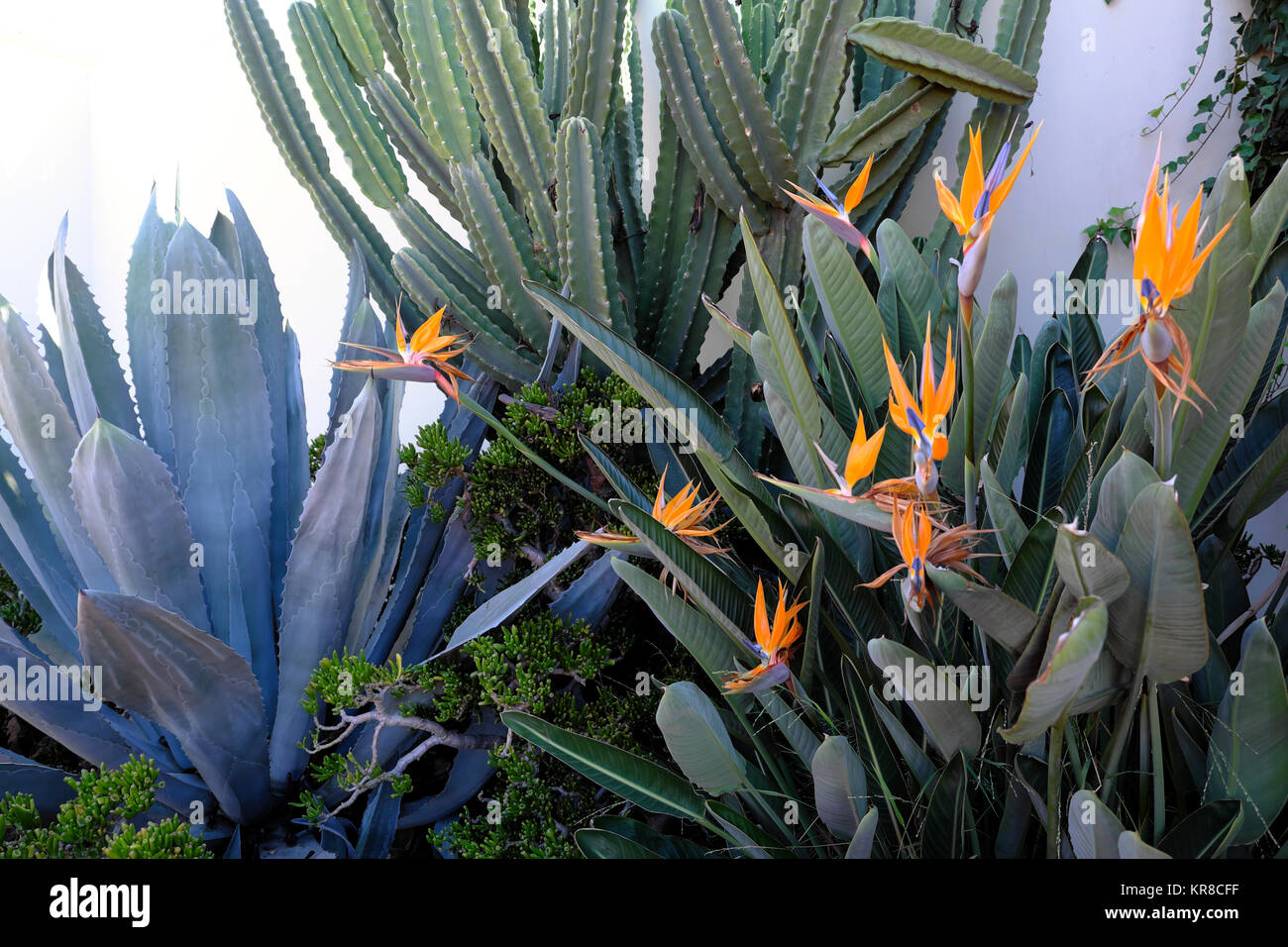 Agave, cactus and Strelitzia plants growing in a Los Feliz