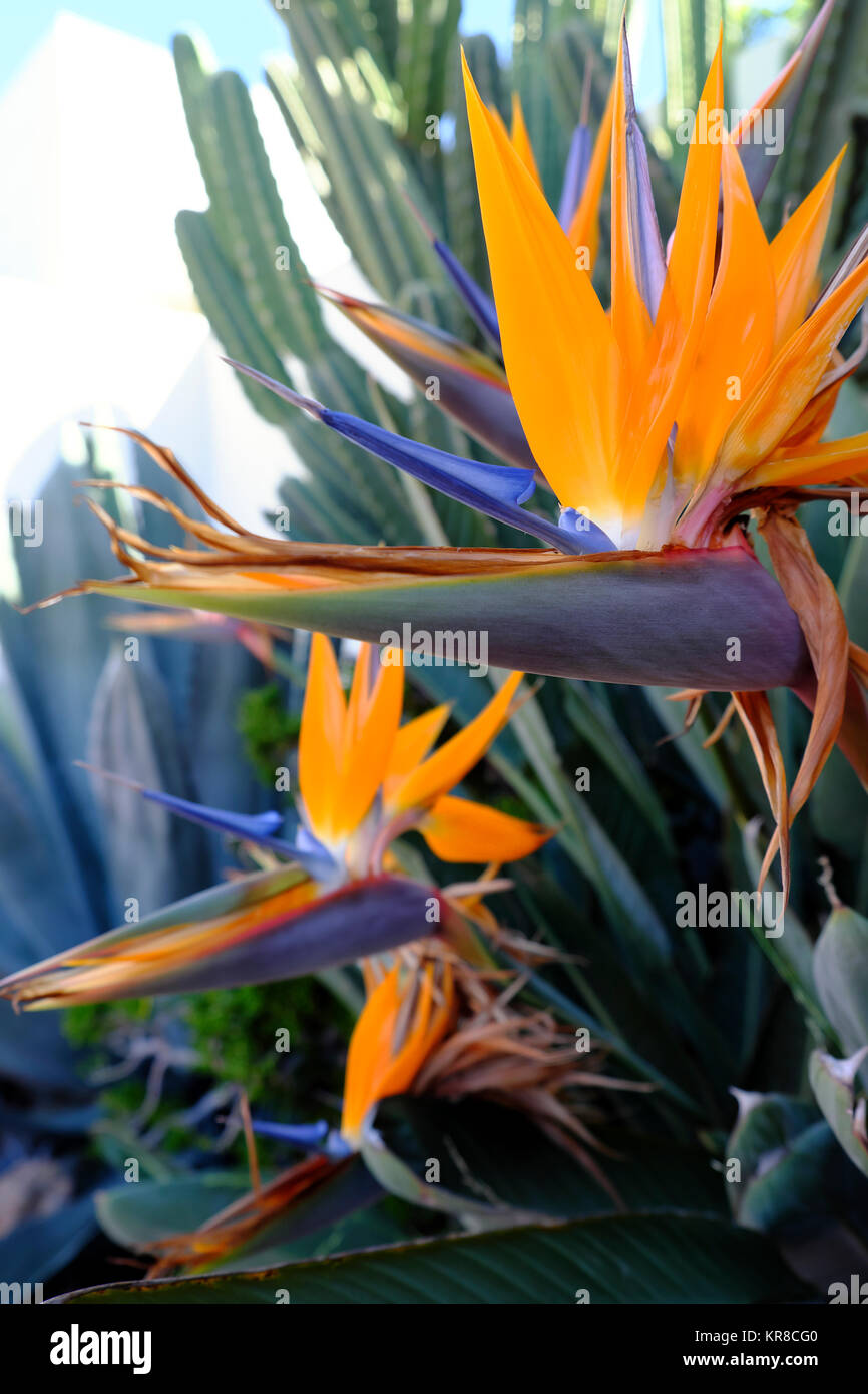 Strelitzia flower in bloom in the Los Feliz neighbourhood of Los