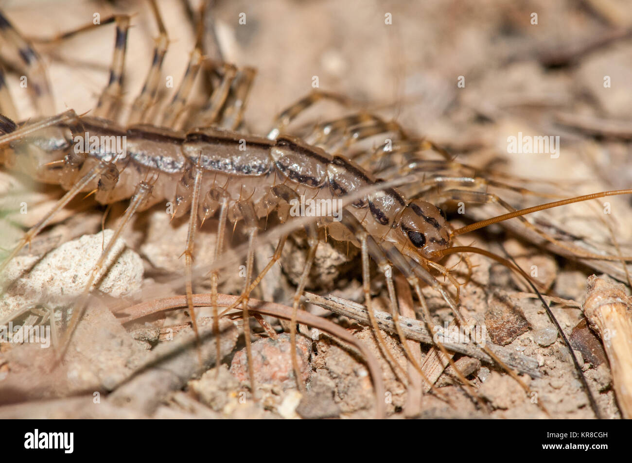 close-up view of house centipede (Scutigera coleoptrata) inthe forest Stock Photo
