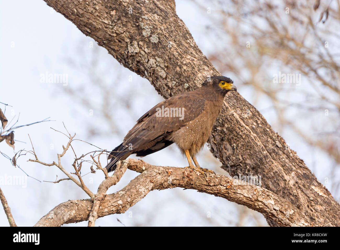 Serpent eagle habitat hi-res stock photography and images - Alamy