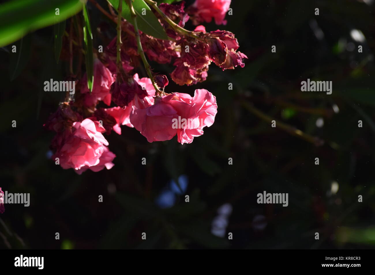 Beautiful Pink Flower Stock Photo