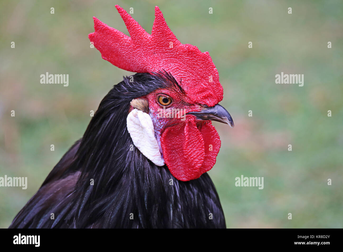 hahn from vorwerk chicken Stock Photo - Alamy