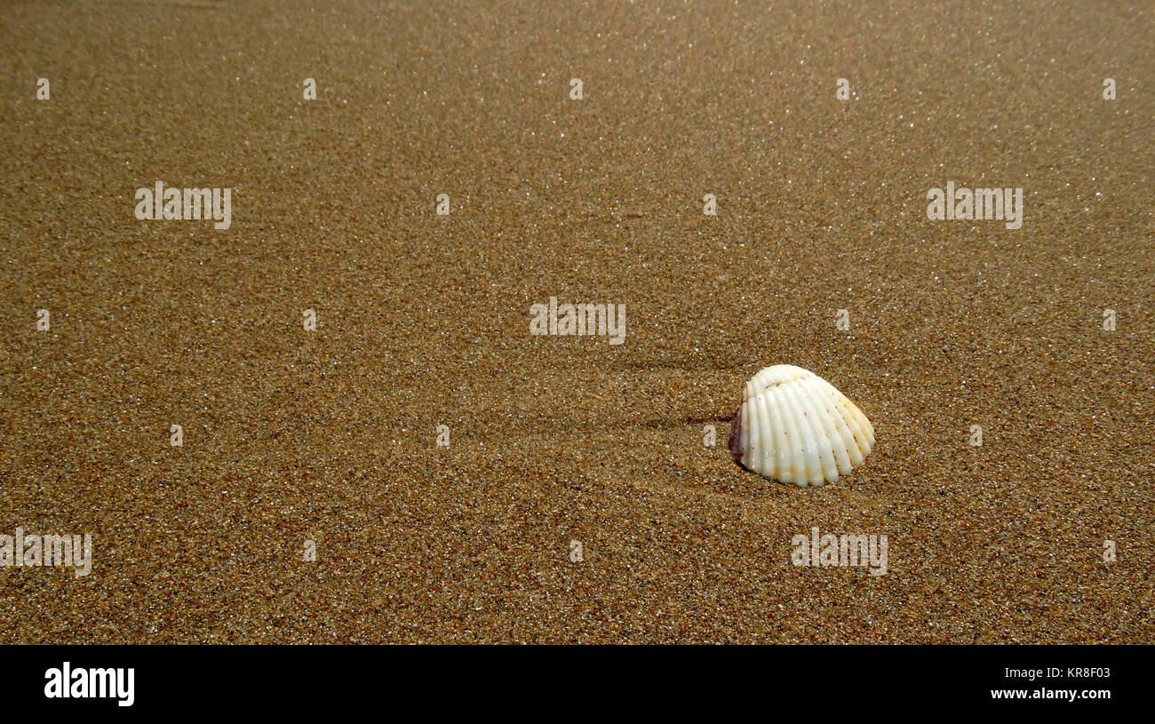 shell on the beach Stock Photo Alamy