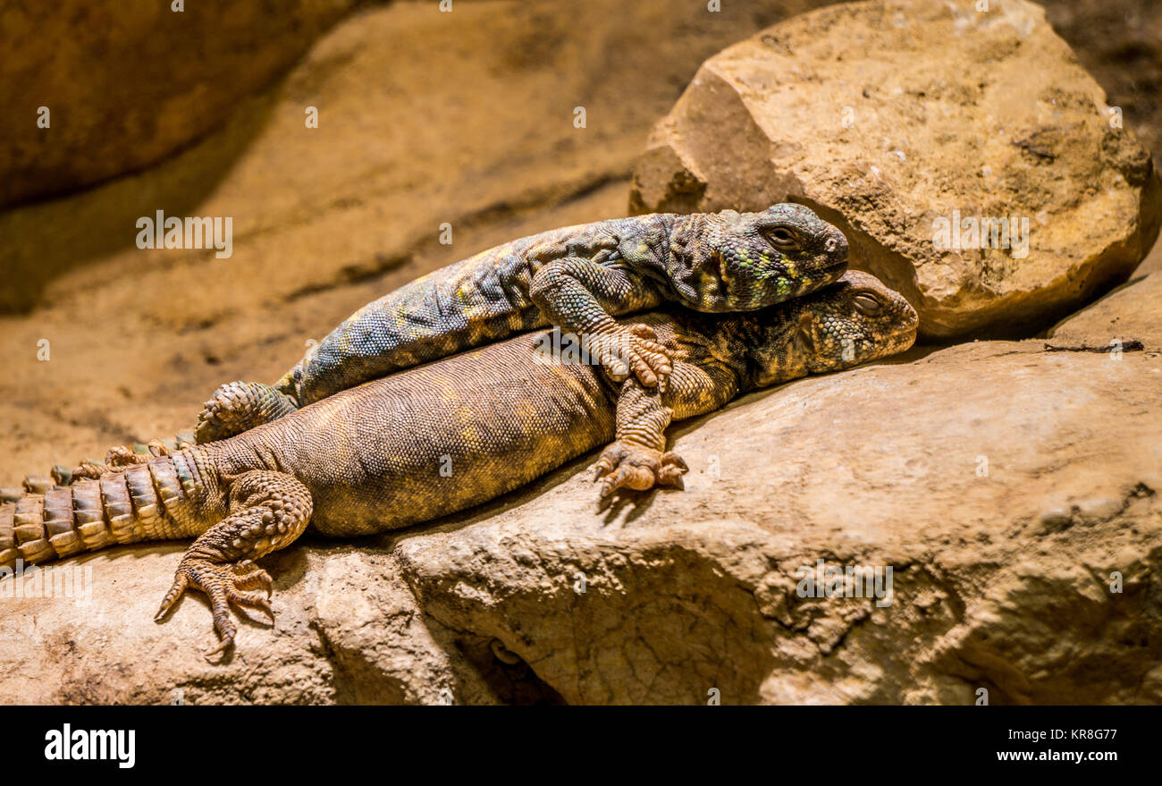 Desert wasteland animal pet reptile hi-res stock photography and images -  Alamy