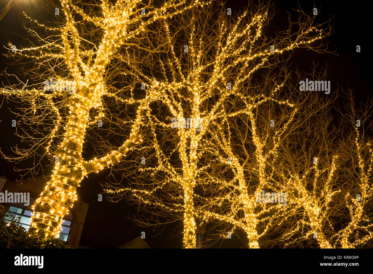 Row of illuminated trees, Christmas light display in Southampton