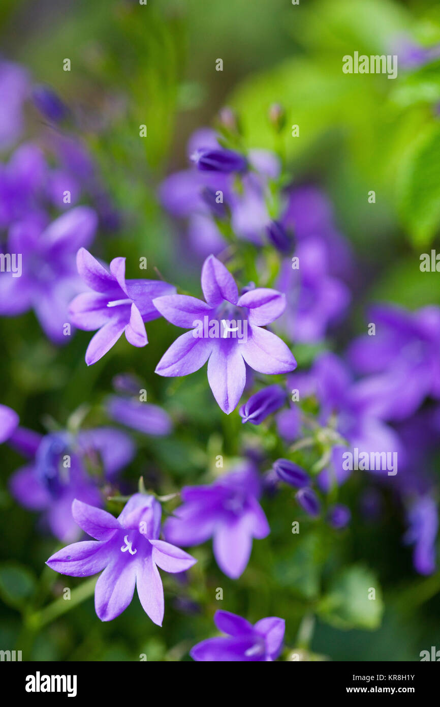 Blue bellflowers, Campanula carpatica, Purple coloured flowers growing outdoor. Stock Photo