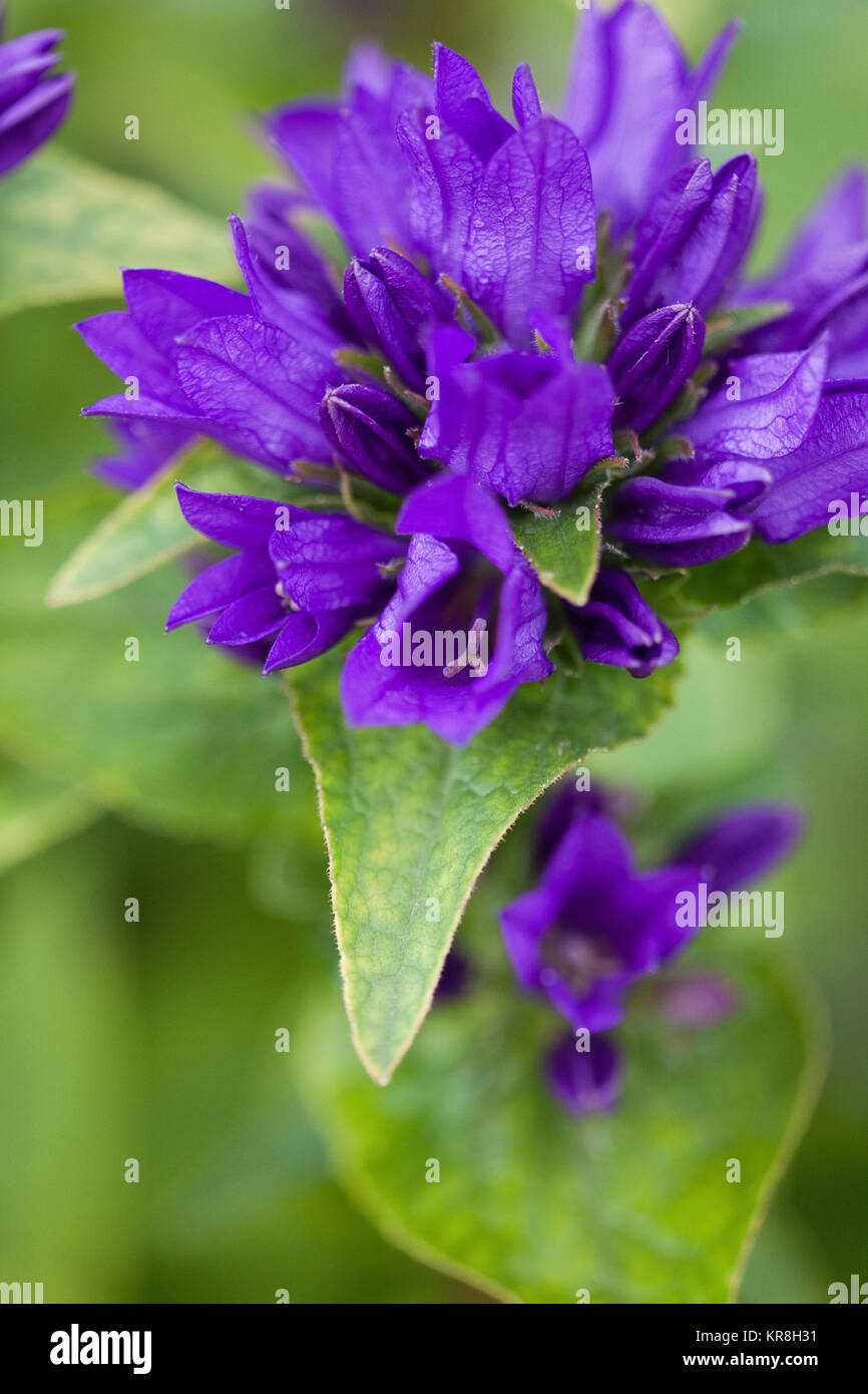 Bellflower, Campanula lingulata, Close up of purple coloured flower growing outdoor. Stock Photo