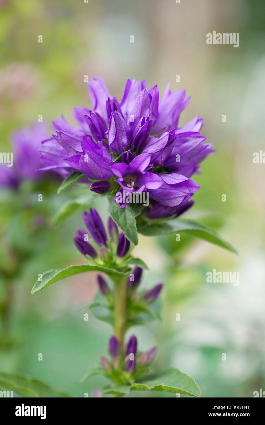 Bellflower, Campanula lingulata, Close up of purple coloured flower growing outdoor. Stock Photo