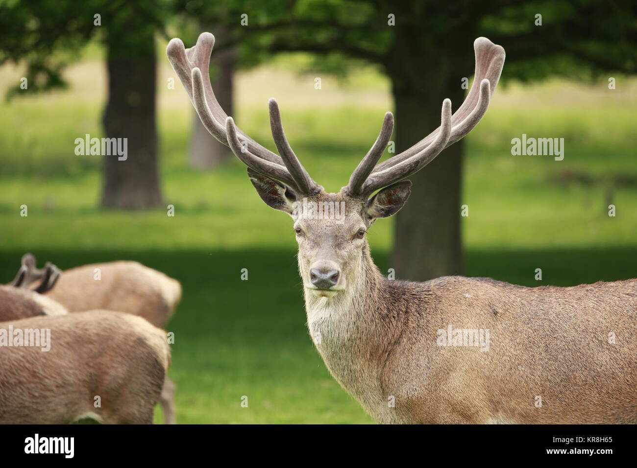 A red deer stag displaying its antlers Stock Photo Alamy