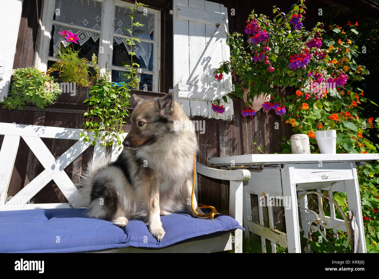 garden cottage in the summer with many flowers Stock Photo - Alamy