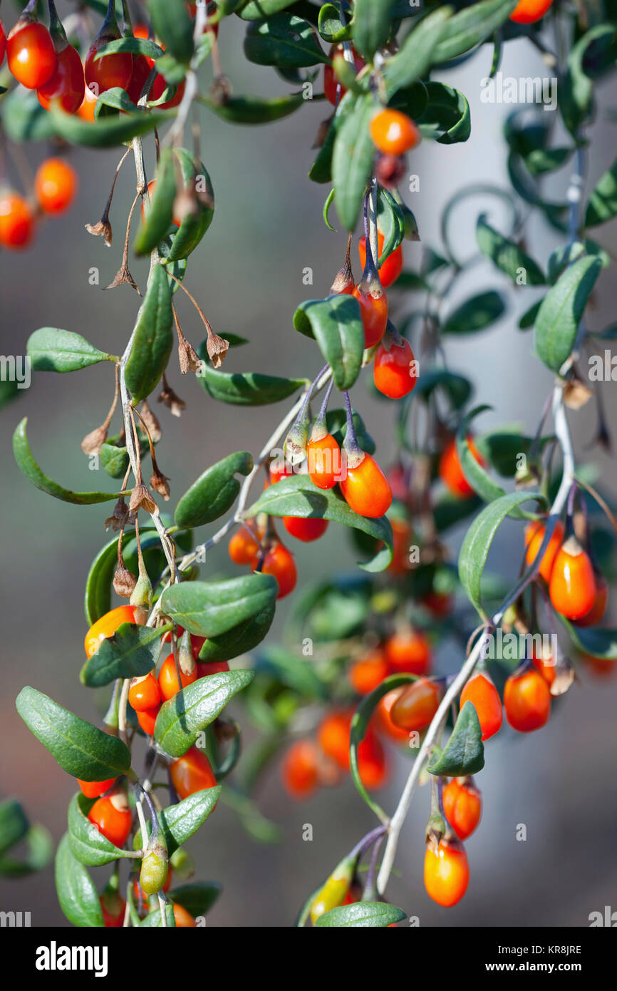 Wolf berry, Goji berry, Lycium barbarum, Mass of red berries growing outdoor on the bush. Stock Photo