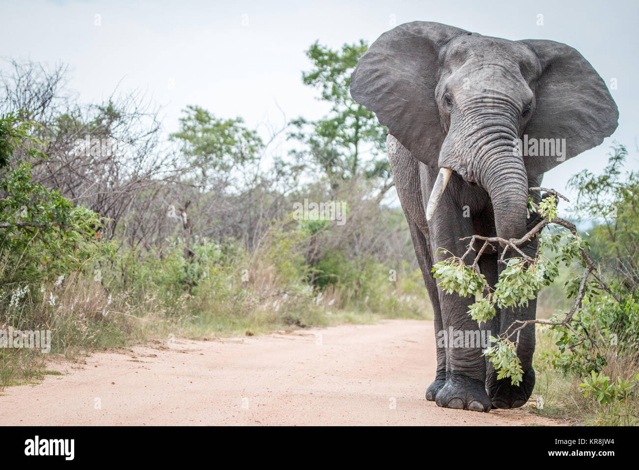 A big bull Elephant dragging a branch on the road in Kruger. Stock Photo