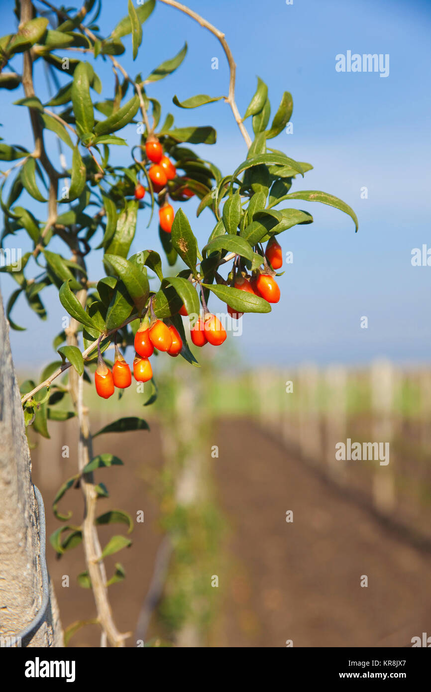 Wolf berry, Goji berry, Lycium barbarum, Mass of red berries growing outdoor on the bush. Stock Photo