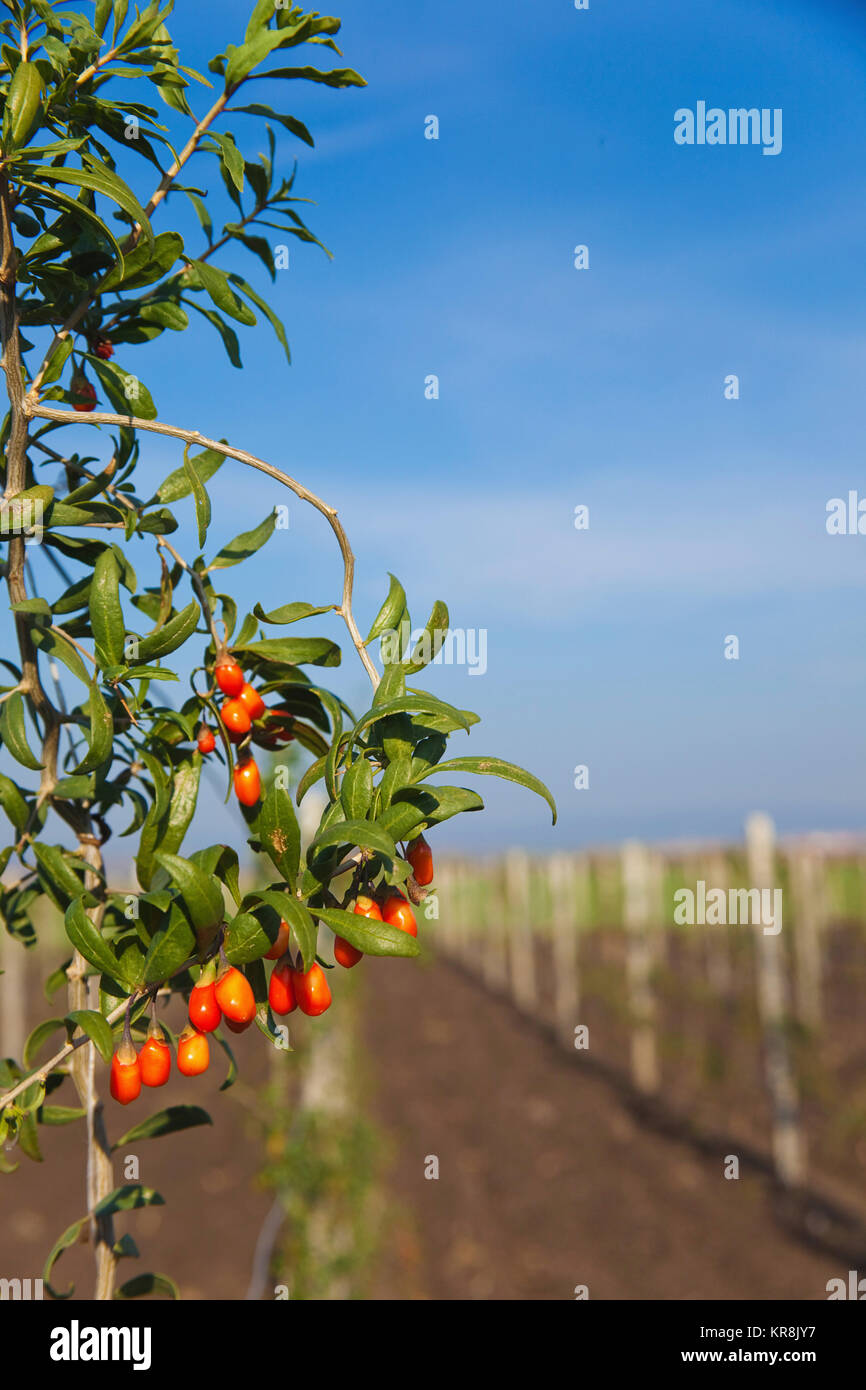 Wolf berry, Goji berry, Lycium barbarum, Mass of red berries growing outdoor on the bush. Stock Photo